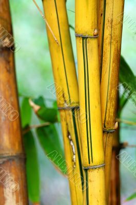 Bamboo