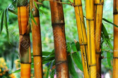 Bamboo