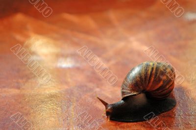 Snail over orange tile