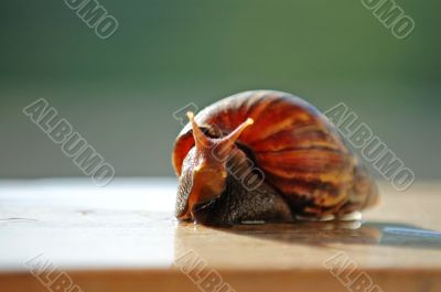 A brown color snail
