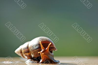 A brown color snail
