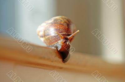 A slithered snail