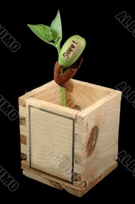 Growing bean