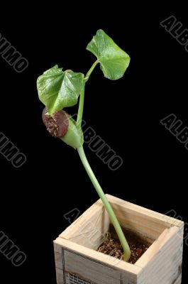 Growing bean