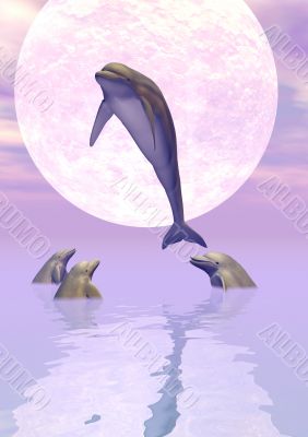 Moonlight Dolphins