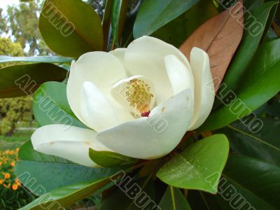 Blossoming tree of a magnolia