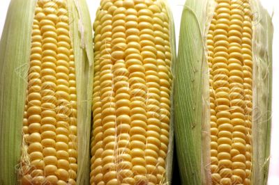 Corn 3
