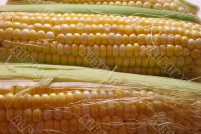Fresh Corn