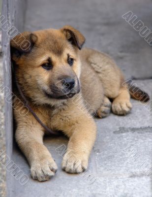 Lonely puppy