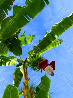 Banana palm tree