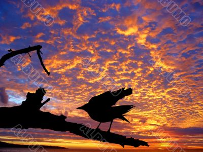 Black bird against the sunset