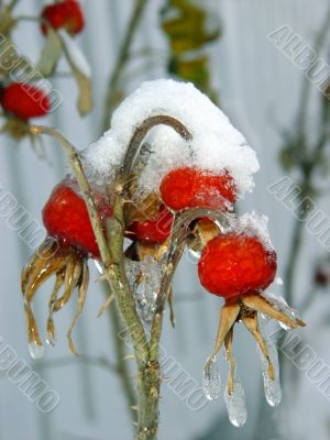 Berries under snow