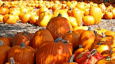 Pumpkins