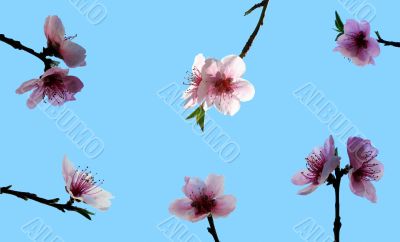 Peach blossom
