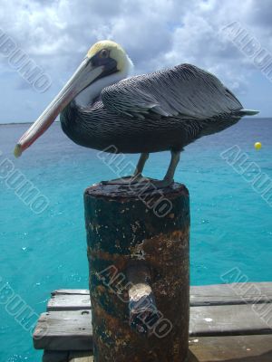 Pelican on a mooring post