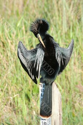 Anhinga Drying Feathers on Pole