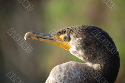 Double-crested Cormorant Double-crested Cormorant