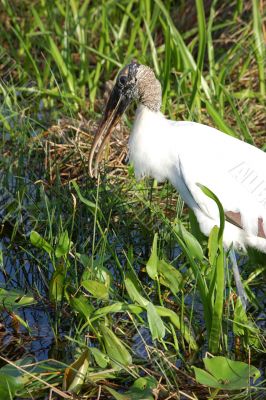 Wood Stork