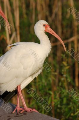 White Ibis