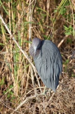 Little Blue Heron Portrait