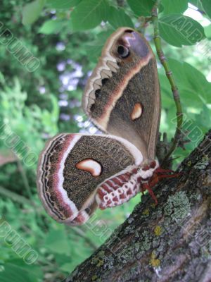 large silkworm moth