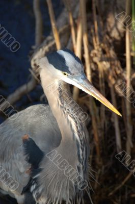 Great Blue Heron Portrait