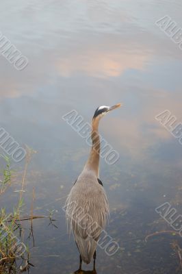 Great Blue Heron Standing