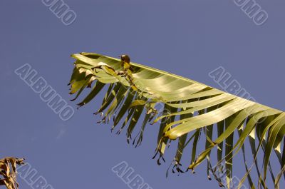 Palm Tree Leaf