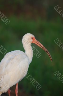 White Ibis