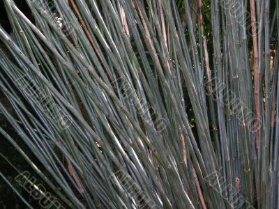 Bamboo Bamboo
