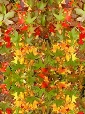 Autumn pattern