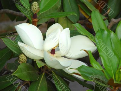 Blossoming tree of a magnolia