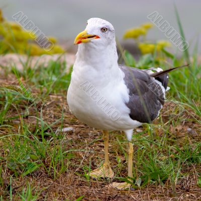 A seagull into the early morning sunlight