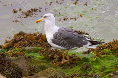 A seagull into the early morning sunlight