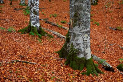 fall colors in autumn season