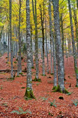 fall colors in autumn season