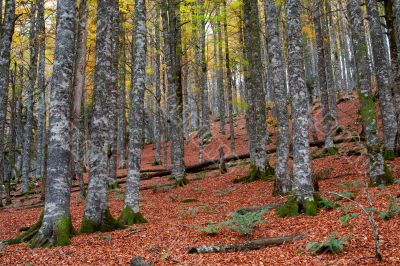 fall colors in autumn season