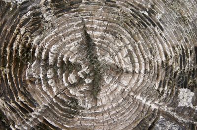 Wood texture on the old stump Wood texture on the old stump