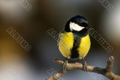 Titmouse bird Titmouse bird