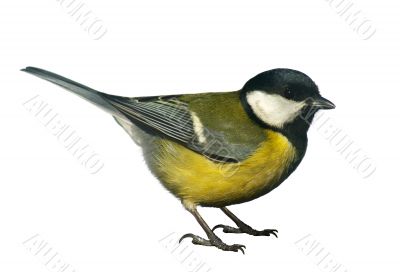 Titmouse bird, isolated on white Titmouse bird, isolated on white