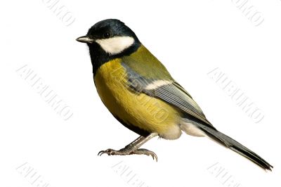 Tomtit bird isolated on white