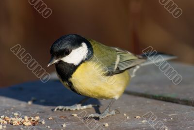 Tit bird on the feed place