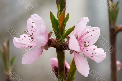Flowers and young leaf