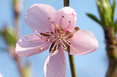 Macro photo of tree flower