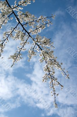 Blooming tree branch