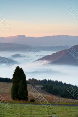 Solitary tree on the fog sea