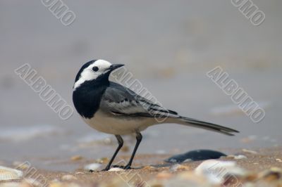 wagtail bird wagtail bird