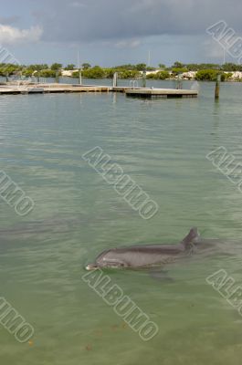 Bottlenose Dolphin 1