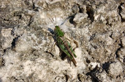 Grasshopper 2 Grasshopper 2