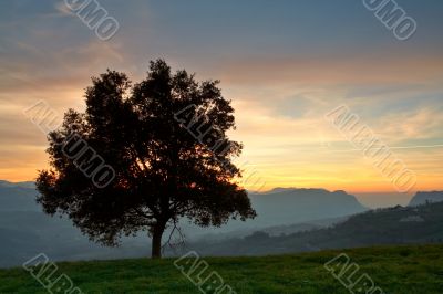 Solitary tree on the fog sea